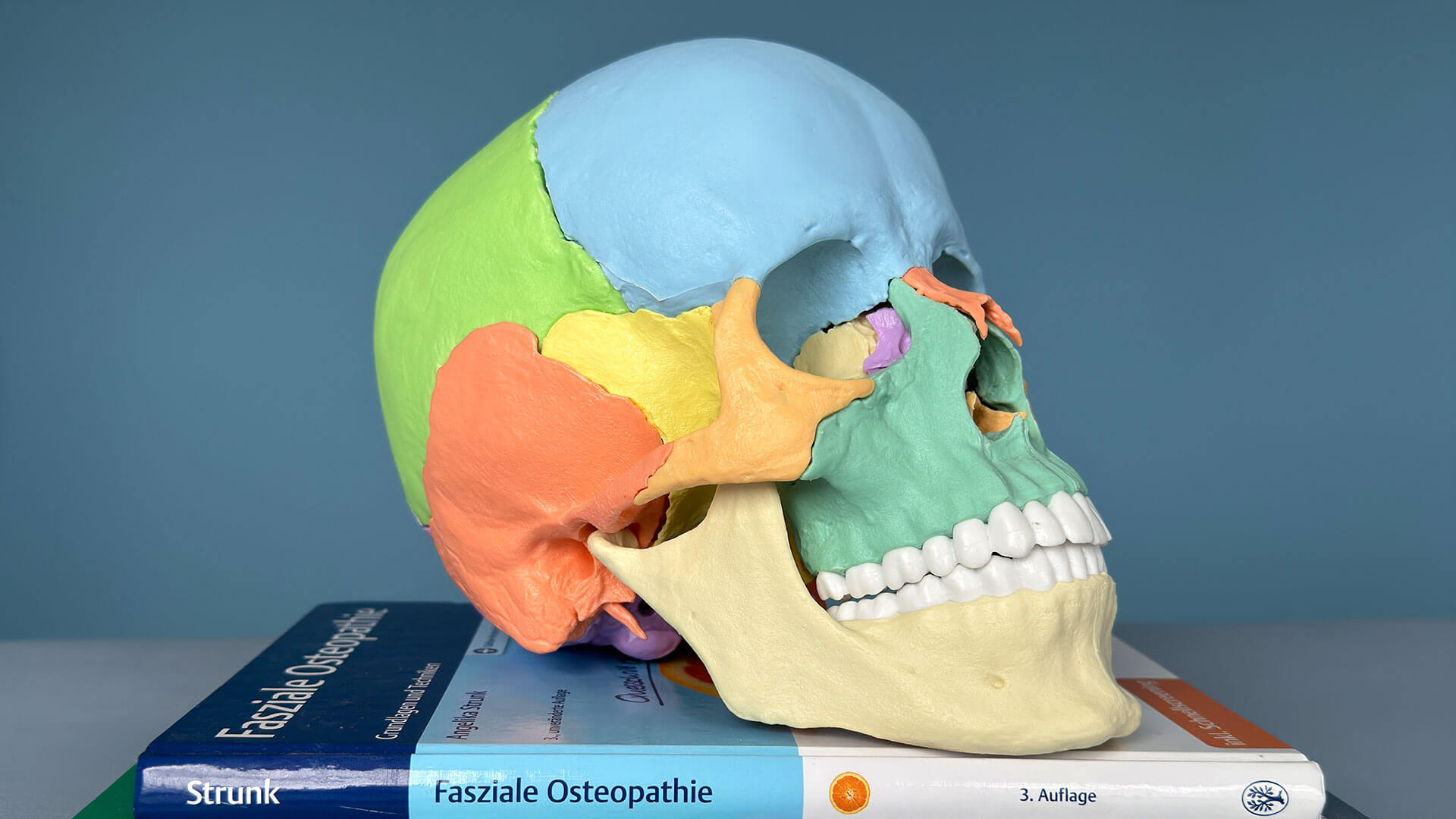 Ein Modell eines menschlichen Schädels mit mehreren Büchern, die darauf gestapelt sind.