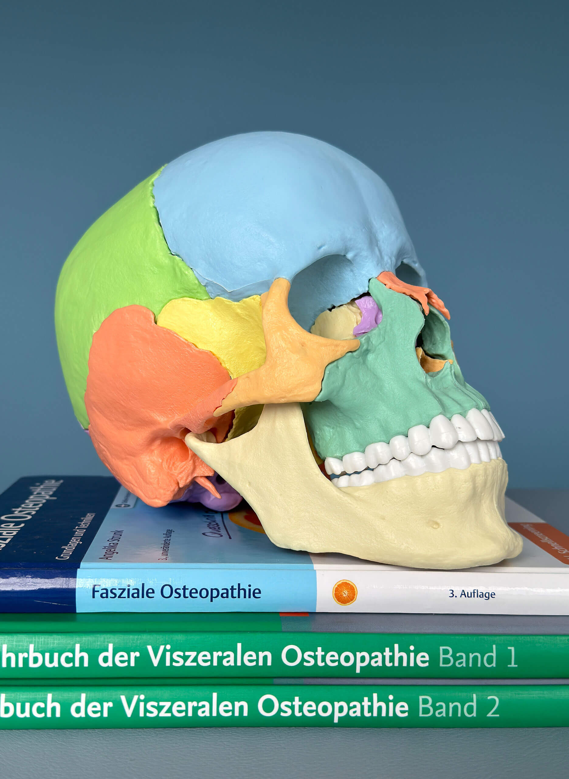 Ein Modell eines menschlichen Schädels mit mehreren Büchern, die darauf gestapelt sind.